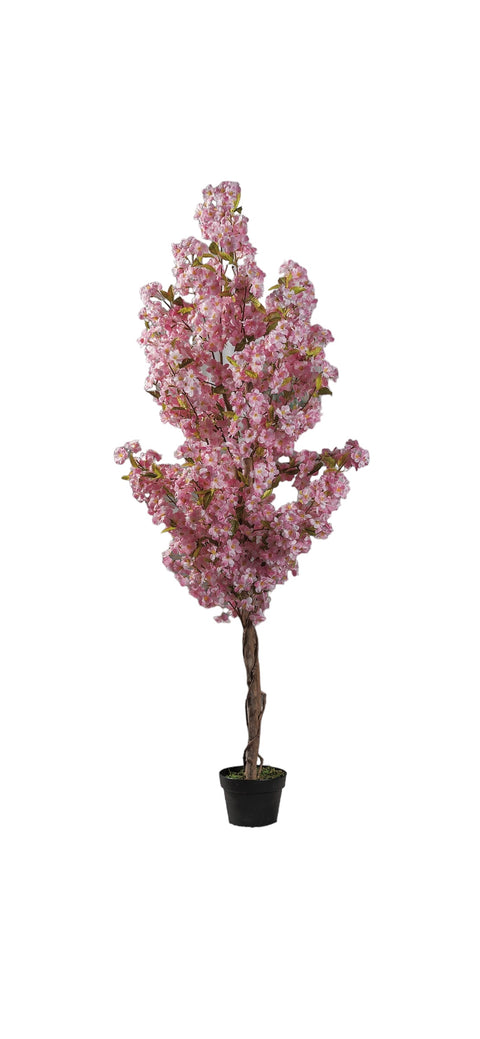 Ciliegio in vaso H170cm