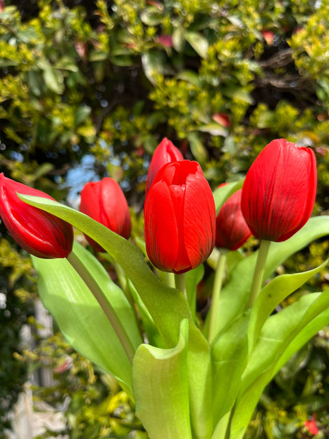 Mazzetto di tulipani