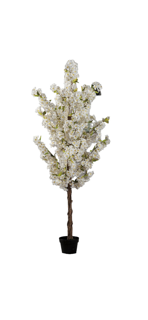Ciliegio in vaso H170cm