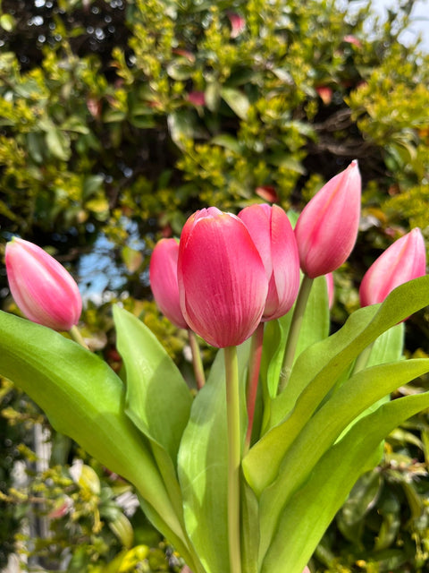 Mazzetto di tulipani