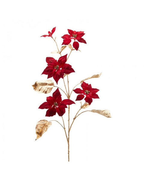 STELLA DI NATALE ROSSA ENZO DE GASPARI