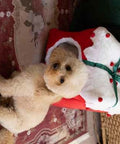 Christmas Pets
