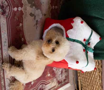 Christmas Pets