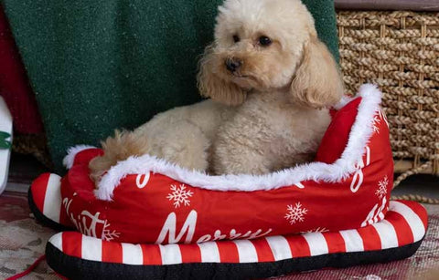 Christmas Pets