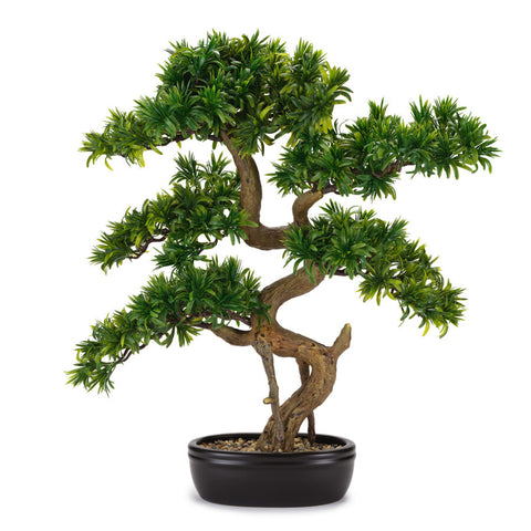 Bonsai Tasso Giapponese 62×71 cm – Con Vaso in Ceramica