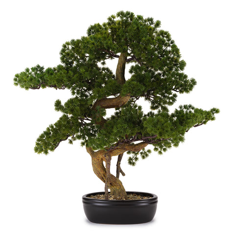 Bonsai Pino 64×71 cm – Con Vaso in Ceramica