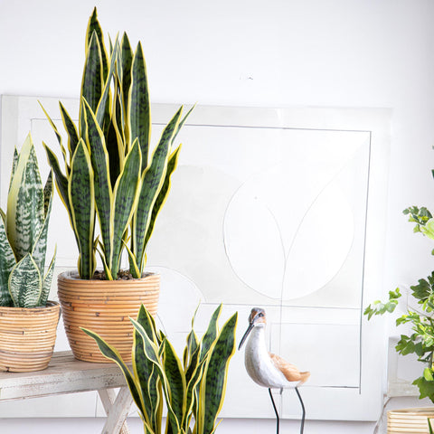 Sansevieria Artificiale 78 cm con Vaso Nero – Pianta Sintetica Realistica da Interno